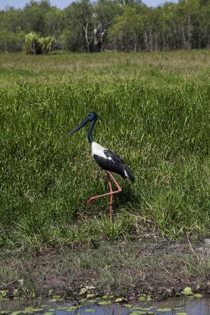 Jabiru Stork Kakadu - Australia's only stork